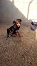 FLIP, Hund, Mischlingshund in Spanien - Bild 1