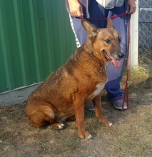 BÜTYÖK, Hund, Mischlingshund in Ungarn - Bild 2