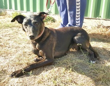 SHIVA, Hund, Mischlingshund in Ungarn - Bild 10