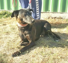 SHIVA, Hund, Mischlingshund in Ungarn - Bild 8