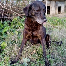 DORA, Hund, Mischlingshund in Griechenland - Bild 11