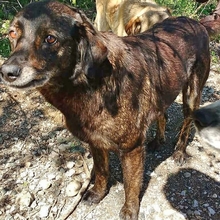 DORA, Hund, Mischlingshund in Griechenland - Bild 13