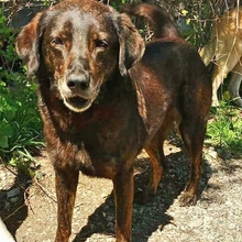 DORA, Hund, Mischlingshund in Griechenland - Bild 15