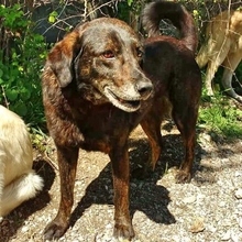 DORA, Hund, Mischlingshund in Griechenland - Bild 16