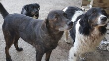 DORA, Hund, Mischlingshund in Griechenland - Bild 18