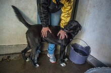 PAKO, Hund, Mischlingshund in Ungarn - Bild 1