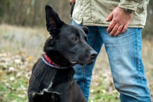 PAKO, Hund, Mischlingshund in Ungarn - Bild 2