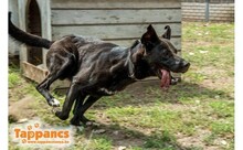 PAKO, Hund, Mischlingshund in Ungarn - Bild 3