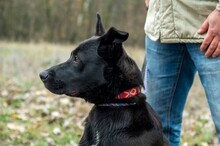 PAKO, Hund, Mischlingshund in Ungarn - Bild 4