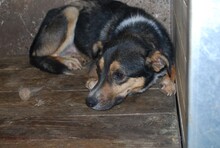 FLARY, Hund, Mischlingshund in Rumänien - Bild 2