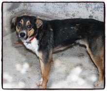 FLARY, Hund, Mischlingshund in Rumänien - Bild 3