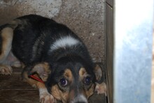 FLARY, Hund, Mischlingshund in Rumänien - Bild 4