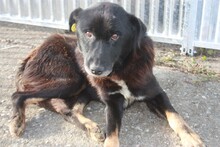 KENJU, Hund, Mischlingshund in Rumänien - Bild 1