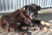 KENJU, Hund, Mischlingshund in Rumänien - Bild 3