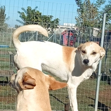 WOLLI, Hund, Mischlingshund in Griechenland - Bild 11