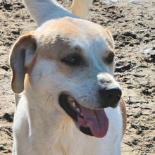 WOLLI, Hund, Mischlingshund in Griechenland - Bild 4