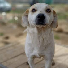 WOLLI, Hund, Mischlingshund in Griechenland - Bild 6