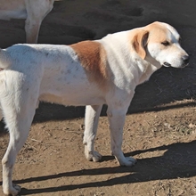 WOLLI, Hund, Mischlingshund in Griechenland - Bild 7