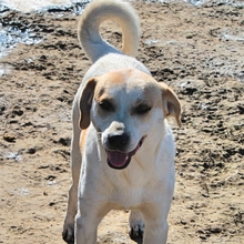WOLLI, Hund, Mischlingshund in Griechenland - Bild 9
