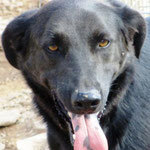 TYRON, Hund, Mischlingshund in Spanien - Bild 1
