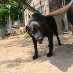 TYRON, Hund, Mischlingshund in Spanien - Bild 4