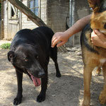 TYRON, Hund, Mischlingshund in Spanien - Bild 6