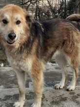 ALI, Hund, Mischlingshund in Rumänien - Bild 1