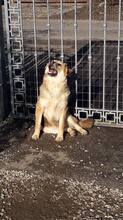 ALI, Hund, Mischlingshund in Rumänien - Bild 11