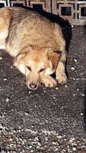 ALI, Hund, Mischlingshund in Rumänien - Bild 12