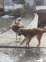 ALI, Hund, Mischlingshund in Rumänien - Bild 13