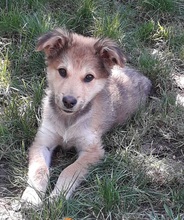 ALI, Hund, Mischlingshund in Rumänien - Bild 14