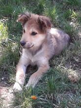 ALI, Hund, Mischlingshund in Rumänien - Bild 15