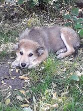 ALI, Hund, Mischlingshund in Rumänien - Bild 16