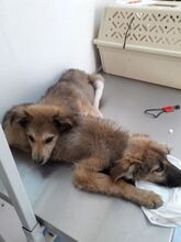 ALI, Hund, Mischlingshund in Rumänien - Bild 18