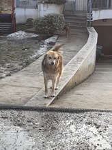 ALI, Hund, Mischlingshund in Rumänien - Bild 19