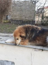 ALI, Hund, Mischlingshund in Rumänien - Bild 2