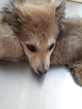 ALI, Hund, Mischlingshund in Rumänien - Bild 20