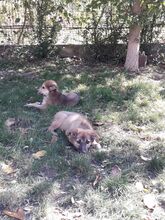 ALI, Hund, Mischlingshund in Rumänien - Bild 21