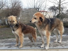 ALI, Hund, Mischlingshund in Rumänien - Bild 3