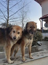 ALI, Hund, Mischlingshund in Rumänien - Bild 5