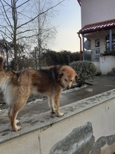 ALI, Hund, Mischlingshund in Rumänien - Bild 7