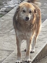 ALI, Hund, Mischlingshund in Rumänien - Bild 8