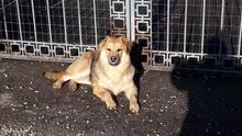 ALI, Hund, Mischlingshund in Rumänien - Bild 9
