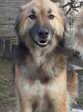 LAYLA, Hund, Mischlingshund in Rumänien - Bild 1