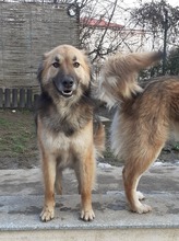 LAYLA, Hund, Mischlingshund in Rumänien - Bild 10