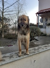 LAYLA, Hund, Mischlingshund in Rumänien - Bild 11