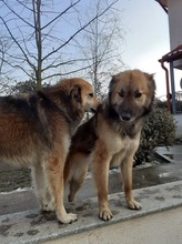 LAYLA, Hund, Mischlingshund in Rumänien - Bild 12
