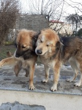 LAYLA, Hund, Mischlingshund in Rumänien - Bild 13
