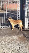 LAYLA, Hund, Mischlingshund in Rumänien - Bild 15