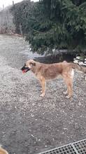 LAYLA, Hund, Mischlingshund in Rumänien - Bild 17